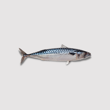 Blue Mackerel Fresh (Whole) Price per LB