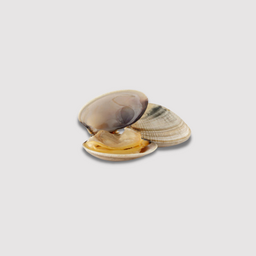 Clam - Hardshell (Pasta) Price Per LB