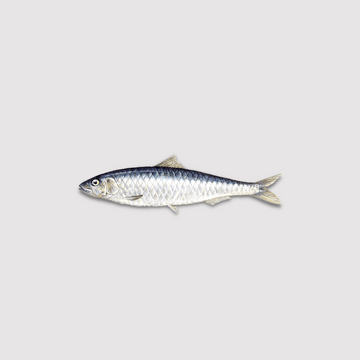 Sardine Frozen 750gm Whole As is Price Per EA