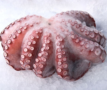 Octopus T6 (1.5-3lb) Moroccan Wild Whole Price Per LB