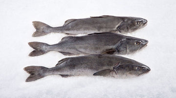 Cod-Black Farmed Fresh Whole Size 4/6 (Whole) Price Per LB
