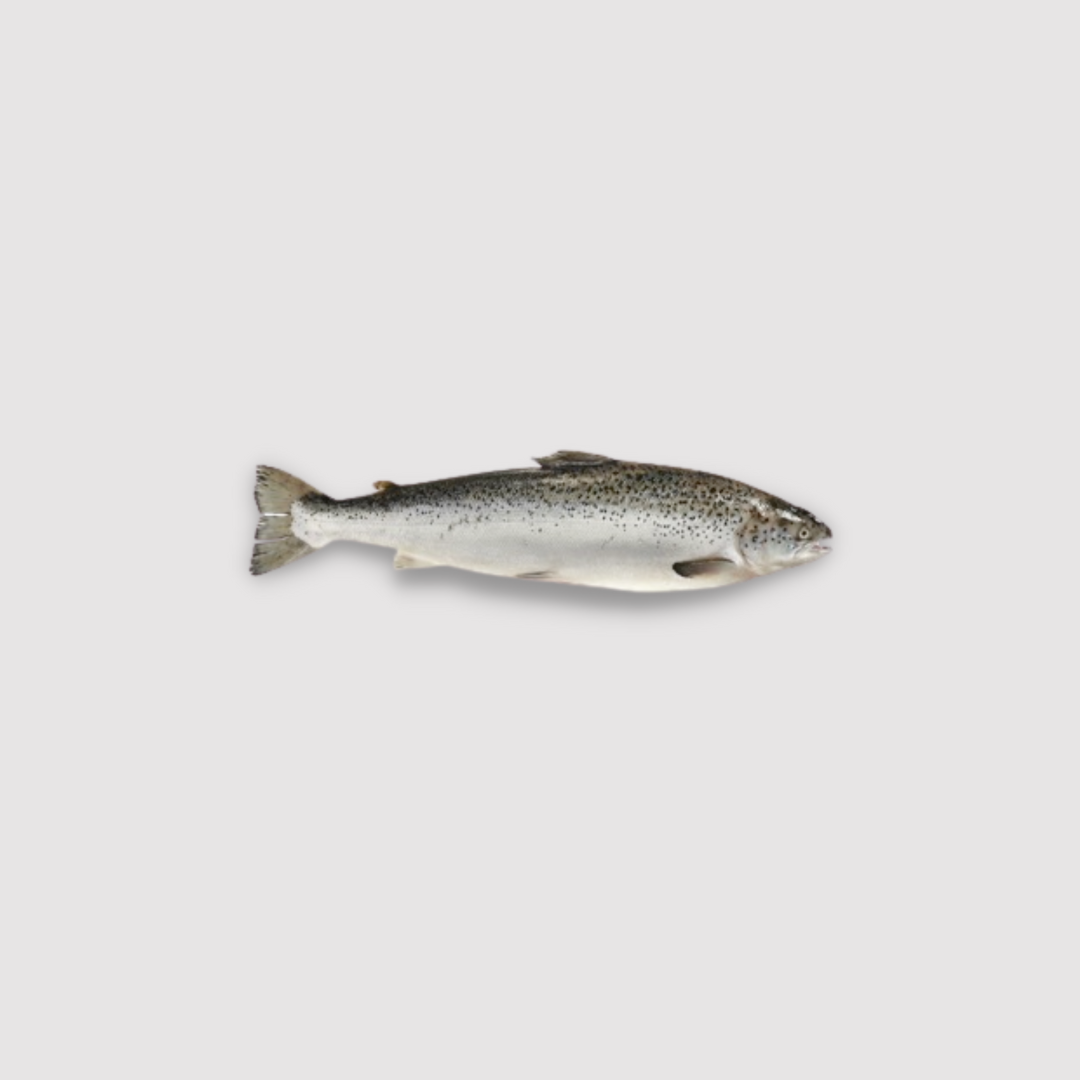 Atlantic Salmon Fresh Canadian (Whole 8/10) Price per LB