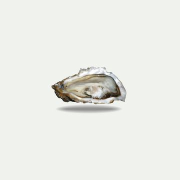 Kusshi Oysters EA 1.40
