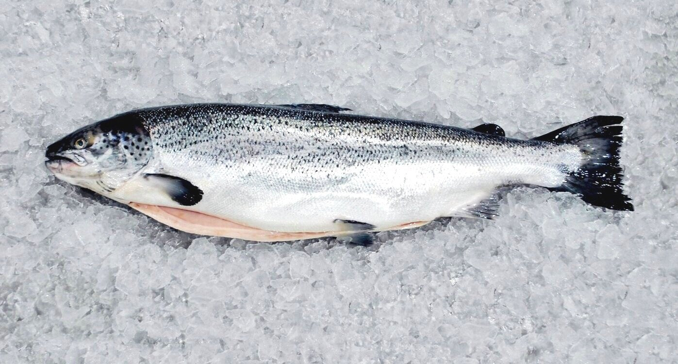 Atlantic Salmon Fresh (Whole 12/14) Price per LB