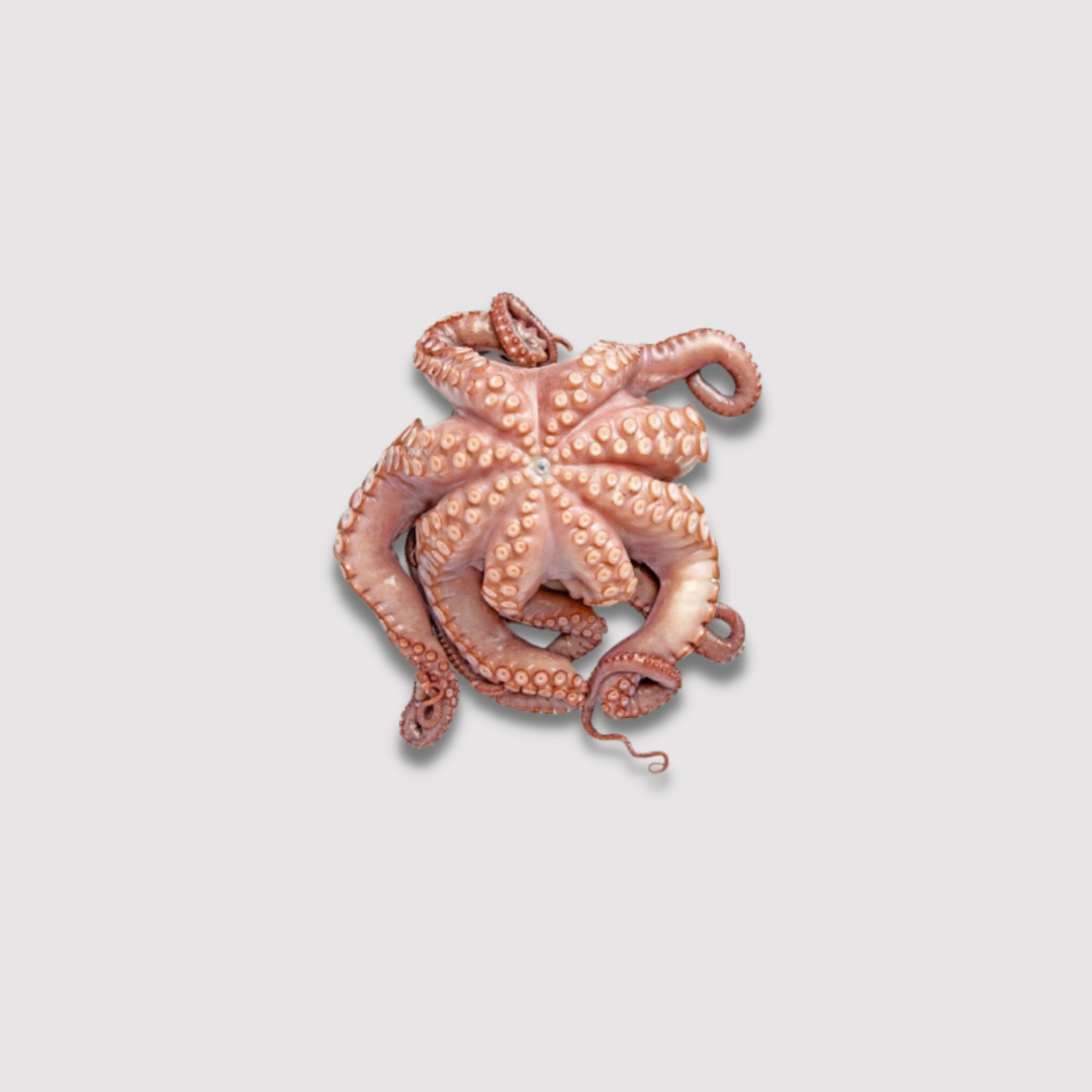 Octopus Spain/Portuguese Frozen 2-4 LB Price Per LB