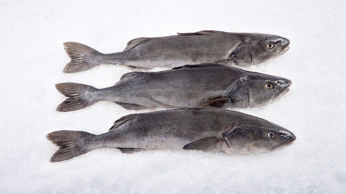 Cod-Black Farmed Fresh Whole Size 4/6 (Whole) Price Per LB