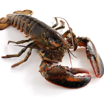 Live Lobster (1.25-1.65 lb) Price Per LB