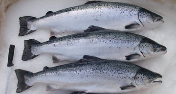 Salmon Atlantic-Irish Organic Fresh (Whole) Price Per LB