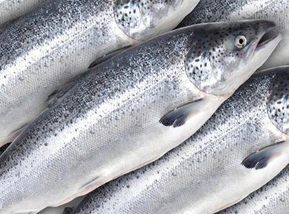 Atlantic Salmon Fresh (Whole 14/16) Price per LB
